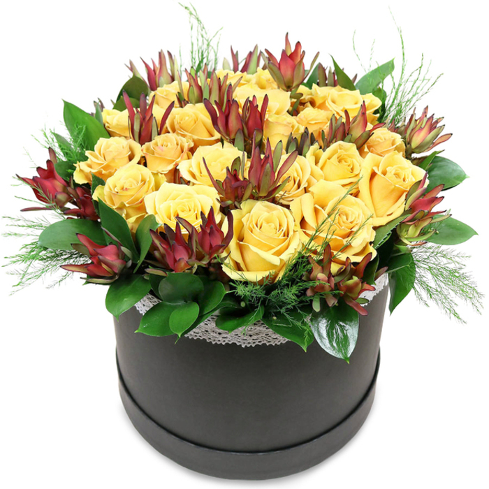 A dramatic yet uplifting floral composition is arranged in a round, black hatbox, the kind you might see on a polished console table in a Gerrards Cross townhouse, set here against a stark white backdrop so that every colour and contour stands out. The eye is first drawn to the dense canopy of yellow roses that crowns the design. There are dozens of blooms packed together, some fully open with wide, cupped faces, others slightly more closed, their outer petals still curling protectively around the centre. Their hue is a rich, golden yellow-brighter than butter, softer than lemon-radiating warmth and a sense of cheerful composure. Threading through this sunlit field are dramatic spikes of Leucadendron 'Safari Sunset', their upright, lance-like bracts stained deep maroon at the tips and fading to muted green lower down, offering a sophisticated contrast in both colour and texture. The sharp, sculptural quality of the leucadendron offsets the velvety softness of the roses, giving the piece a refined, contemporary edge that would feel at home in a stylish office just off Station Road. Supporting the blooms is a lush foundation of greenery: broad, leathery leaves in deep emerald curve around the base, providing a visual cushion, while finer, airy strands of pale green foliage, reminiscent of asparagus fern or soft pine, slip between blossoms and trail lightly over the hatbox rim. A slim border of white lace trims the top of the dark container, its delicate pattern barely visible but essential, adding a final note of elegance and craftsmanship. The overall mood is one of polished joy-a bouquet that feels celebratory without shouting-perfect for birthdays, thank-you gifts, or congratulations delivered across Gerrards Cross and neighbouring villages.