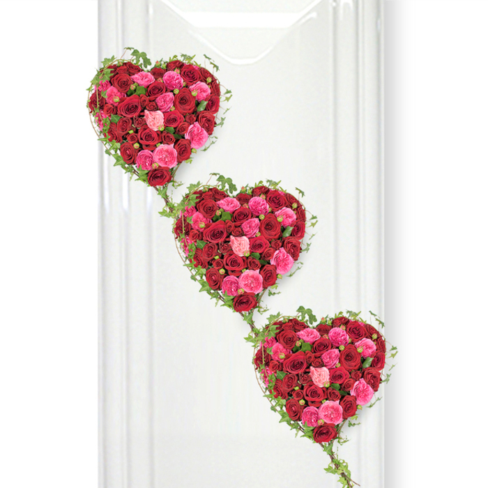 The image shows a striking memorial display: three generously proportioned, heart-shaped floral arrangements aligned in a soft descending diagonal against a smooth, brilliant white wall. Each heart is so densely packed with roses that not a single gap of the base can be seen, creating a lush, almost cushion-like surface of petals. The roses range from deep, passionate crimson through vibrant raspberry and fuchsia pink to occasional softer blush tones, giving the hearts a layered, intricate appearance. Some blooms are tightly closed buds, promising a story still unfolding, while others are fully open, their many petals unfurling in ruffled spirals that catch the light. Around the outer edge of every heart, delicate trails of fresh green ivy wind and weave, their glossy leaves forming a natural frame that adds softness and a sense of movement. The ivy strands drape down between the hearts, gently linking them so the three shapes read as one continuous, flowing tribute. The stark white background, reminiscent of a calm ceremony space or reception area in Gerrards Cross, throws the saturated reds and pinks into sharp relief, emphasizing the freshness and vitality of each flower. This arrangement is especially suited to a funeral or celebration-of-life service for a loved one from the local community, perhaps someone connected to the quiet streets around Bulstrode Way or the green expanses of nearby parks. It carries a powerful message of love, remembrance, and gratitude, expertly crafted by a florist who understands how important it is that every rose and every leaf speaks with sincerity on such a difficult day.