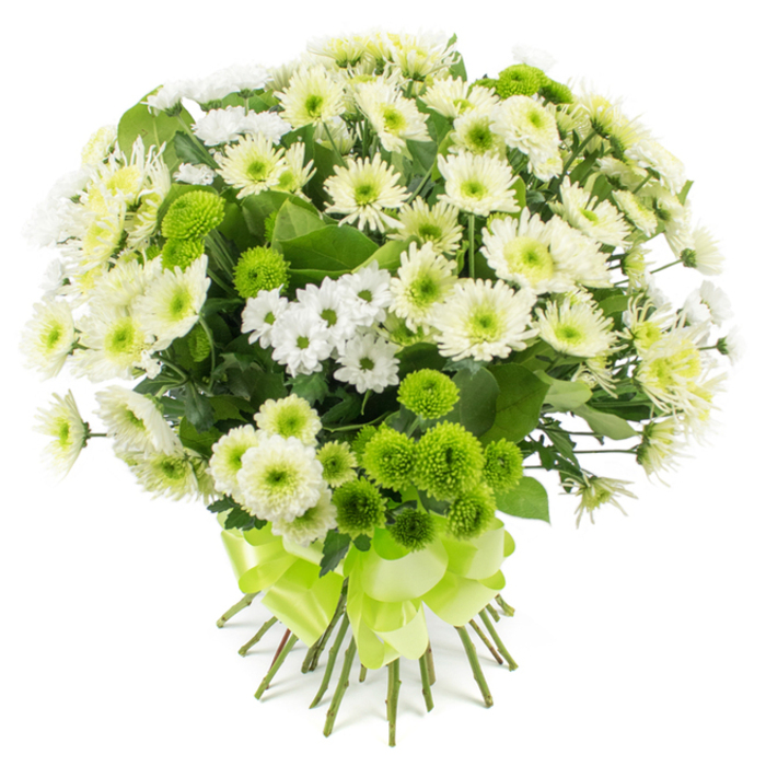 A generously sized chrysanthemum bouquet in a refined palette of white, cream, and lime green is captured against a plain white background, allowing every detail of the florist's craftsmanship to be clearly seen. The flowers are gathered into a compact, rounded shape, creating the impression of a soft, textured cushion overflowing with petals. Broad-headed white and creamy-off-white chrysanthemums dominate the arrangement, their many narrow petals layered densely around pale green or lemon-tinged centres, giving each bloom a plush, almost feathery surface. Intermingled with these are sprays of smaller daisy-like chrysanthemums, each with slim white petals radiating from tiny button centres, adding delicacy and preventing the design from feeling too heavy. Punctuating the composition are numerous lime-green pompon or button chrysanthemums, perfectly spherical and tightly packed, their bold colour instantly drawing the eye and lending a modern edge to the otherwise classic white bouquet. Deep green leaves and stems appear in glimpses beneath and between the blooms, their slightly serrated edges and rich tone providing depth and a garden-fresh character. At the base, the stems are neatly trimmed and brought together in a skilled hand-tied finish, secured by a wide, satin-finish ribbon in matching lime green, tied into a neat, layered bow that fans out elegantly. The bouquet has the quiet sophistication you might associate with the tree-lined streets near Bulstrode Way in Gerrards Cross, and would sit beautifully on a coffee table in a light-filled living room or as a welcoming piece in a local office reception. Its cool, balanced colours evoke peace, remembrance, and gentle celebration, making it suitable for expressing condolences, heartfelt thanks, or warm congratulations on a fresh chapter in life.
