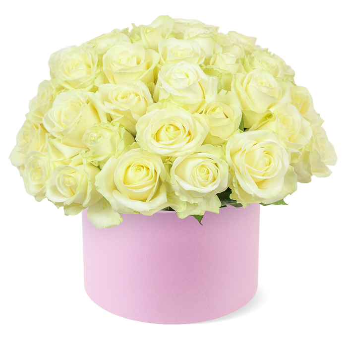 A sophisticated floral hat box arrangement showcases dozens of cream and pale ivory roses, meticulously arranged in a perfectly rounded dome that rises generously above a soft pink, cylindrical box. The roses are at their prime, each bloom fully open or just beginning to unfurl, with layers of satin-like petals forming rosettes that draw the eye into their gently glowing centres, where the faintest blush of pastel yellow can be seen. The flowers are placed so closely together that they create a plush, cushion-like surface, with only a few hints of fresh green foliage emerging discreetly beneath, highlighting the blossoms' serene, neutral tones. The hat box is a delicate pastel pink with a smooth, matte finish, suggesting a premium, tactile feel similar to high-end gift packaging often chosen for milestone celebrations in Gerrards Cross. It stands solid and cylindrical, subtly framing the opulent crown of roses above. The whole arrangement is photographed against a crisp white background, with soft, even lighting that reveals every nuance of petal texture and curvature without harsh shadows. This image evokes the atmosphere of a special anniversary dinner at a favourite Gerrards Cross restaurant or a romantic surprise sent to a home tucked near Gold Hill Common. It captures the trend for modern hat box flowers while keeping the visual language classic and understated, making it ideal for those who appreciate refined gestures: a luxury anniversary gift, a statement piece for a dining table, or an elegant display for an intimate celebration in and around the Gerrards Cross area.