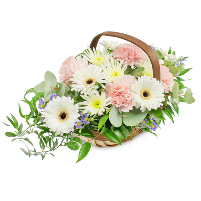 A thoughtfully balanced basket arrangement that reads as both refined and warmly natural: crisp white Gerbera daisies form the visual heart, their smooth petals surrounding deep brown-black centres that give the design a bold yet pure point of focus. Interwoven with these are clusters of pale pink carnations, their layered, ruffled faces imparting a gentle romantic texture and a soft blush that warms the composition. Filling flowers in pale yellow and white, likely small chrysanthemums or asters, create a lush, meadow-like underlayer that catches light and softens transitions between the larger blooms. Sprigs of tiny, star-shaped lavender-blue accents are dispersed throughout, lending a hint of cool contrast and a delicate, almost aromatic whisper amid the greens. The foliage is varied and intentional: rounded, silvery eucalyptus leaves offer a calming modern note while darker, glossy ruscus branches trail from the left to form an elegant, flowing silhouette. All elements are gathered in a rustic light-wood woven basket with a sturdy arched handle, the craft of the weave visible and complementary to the natural materials. Bright, uniform lighting highlights the tactile qualities - the Gerbera's satiny petals, the carnation's papery frills, the eucalyptus's soft sheen - and the overall effect is composed yet generous. As a piece that would sit well on a dining table, as a bedside comfort, or as a respectful floral gift for a local service in Gerrards Cross, it conveys quiet dignity, fresh fragrance, and the careful hand of an experienced florist arranging for community occasions.