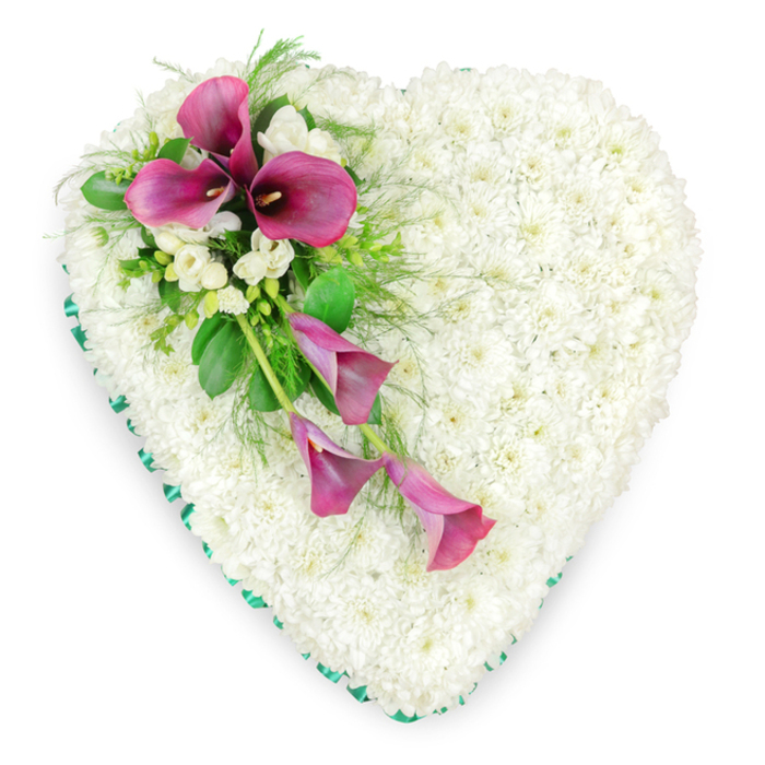 This image shows an elegant funeral heart tribute arranged with the precision and tenderness of an experienced Gerrards Cross florist. Set against a bright white background, the heart form is clearly defined and entirely covered in small white spray chrysanthemums. Each bloom is tightly nestled against the next, creating a dense, uniform surface that feels almost like soft fabric, symbolising purity, innocence, and the gentle rest of a loved one. The outer edge is finished with an emerald green satin ribbon, folded carefully around every curve of the heart. The ribbon's subtle shine adds a refined border, echoing the lush greenery used elsewhere in the arrangement and giving the tribute a neatly framed, finished look, as you might see in arrangements delivered to local services near West Common. Arcing across the upper left portion of the heart is a striking cluster of deep magenta calla lilies. At the top of this spray, three fully open callas stand out, their elegant, funnel-shaped blooms curling around dark spadices at the centre. Below them, one or two more slender callas appear gently unfurling, their stems following the natural line of the heart and adding a sense of downward movement and grace. Interspersed among the calla lilies are small groups of white freesia or similar petite blossoms, their delicate, slightly ruffled petals catching the light and hinting at a soft, sweet fragrance. Surrounding the coloured blooms is an array of green foliage-fine, lacy fern fronds and broader, glossy leaves-layered to add depth, texture, and a natural garden feel. Together, the white chrysanthemum base, the ribbon edge, and the rich pink calla spray form a touching and dignified expression of sympathy, suitable for honouring a special person at a funeral or memorial in the Gerrards Cross area.