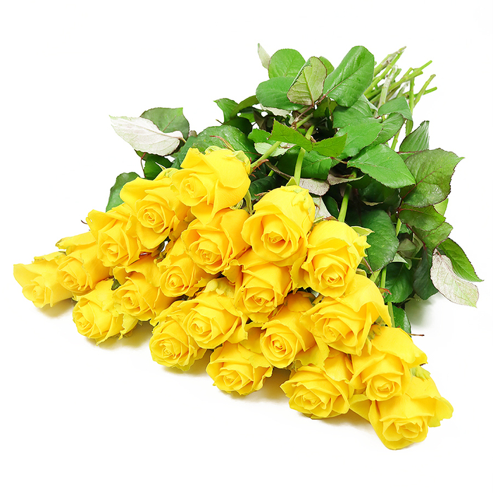 In this image, around two dozen yellow roses are artfully spread across a spotless white backdrop, the blooms gathered close as though resting together in quiet companionship. Each rose head carries its own character: some are tight, rounded buds, with petals closely wrapped in a protective spiral, while others are gently opening, their outer petals curving back to reveal a soft, golden heart. The yellow is warm and uplifting rather than loud, bringing to mind the gentle morning light that filters across gardens in Gerrards Cross, from West Common to the quiet residential streets off Orchehill Avenue. Surrounding the roses, a framework of deep green leaves, smooth and glossy, creates a natural cushion that emphasises the brightness of the petals. Some leaves tilt to reveal their paler backs, adding a subtle variation of tone and a sense of three-dimensional depth. The stems, a fresh, light green, are gathered in one direction, suggesting a hand-tied bouquet paused mid-creation by a careful florist preparing a sympathy tribute. The white background works almost like a moment of silence, allowing the eye to rest on the colour and shape of each bloom without distraction. There is no vase or ribbon in view, just the pure form of the flowers, which makes the arrangement feel honest, unadorned, and sincere. It is easy to imagine this same bouquet being delivered to a home near the Gerrards Cross railway station or a quiet service at a local chapel, where the yellow roses would offer a message of remembrance, gentle hope, and heartfelt support in times of loss.