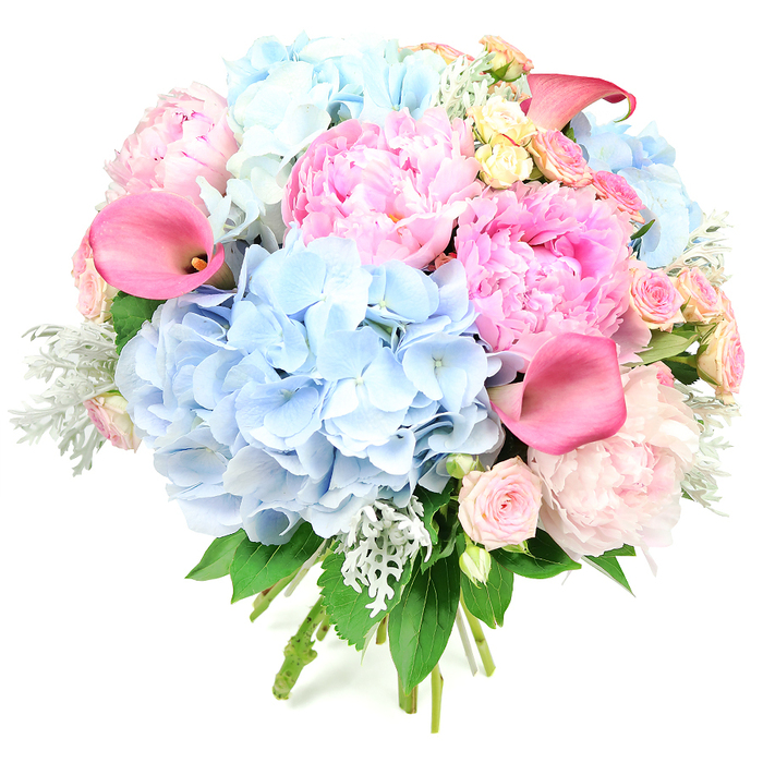 Against a stark, studio-white background, a sumptuous circular bouquet appears almost to hover, every bloom carefully placed to form a harmonious dome of colour and texture. The arrangement is dominated by lush powder-blue hydrangeas, their many tiny petals crowding together to make generous, cloud-like clusters that give the bouquet a soft, billowing foundation. Interwoven between these cool blue mounds are opulent pink peonies, each flower brimming with ruffled, layered petals that shift from gentle ballet-slipper blush to richer raspberry and fuchsia tones, evoking the romantic charm of a secret garden just off Bulstrode Way in Gerrards Cross. Elegantly curving calla lilies in vivid fuchsia and coral-pink pierce the rounded silhouette, their trumpet forms smooth and sleek, adding a sculptural, contemporary accent to the otherwise frilly textures. Throughout the design, smaller blooms of pale pink spray roses and occasional creamy yellow roses are tucked in with care, bringing intricate detail and a sense of movement, as though the bouquet has been gently gathered from a series of well-tended borders. Threads of silvery-green dusty miller and fresh, darker green foliage peek between the blossoms, giving the eye a rest from the colour and adding a cool, velvety counterpoint that suggests early morning dew. Although the tying point is just outside the frame, the compact, rounded shape and visible lower stems hint at a hand-tied finish, ready to be wrapped and delivered across Gerrards Cross by Flower Delivery Gerrards Cross. The composition feels both celebratory and serene, ideal for weddings, milestone anniversaries, or any special moment when a lavish expression of affection and joy is needed close to home.