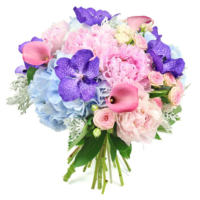 Against a clean white background, a sumptuous mixed bouquet is presented as though just finished on the workbench of a Gerrards Cross florist. Dominating the composition, fully opened light pink peonies sit like soft cushions, their many layers of ruffled petals forming a lush, romantic centre that immediately draws the eye. Encircling them, domes of powder blue hydrangeas spread out in gentle curves, each bloom made up of hundreds of tiny four-petalled florets that create a calm, cloud-like volume, cooling the palette and adding a sense of serenity. Threaded purposefully through the arrangement, deep purple Vanda orchids stand out with their broad, velvety petals and intricate speckled markings, bringing a refined, exotic presence that contrasts beautifully with the softness of the peonies and hydrangeas.   

Vivid fuchsia pink calla lilies rise and dip between the larger flowers, their sleek, trumpet-shaped blooms adding a contemporary edge and dynamic movement, almost as if they are gently swaying in an invisible breeze. Delicate blush pink spray roses, smaller but densely petalled, are scattered throughout, lending traditional charm and fine detail that rewards a closer look. The bouquet is framed with an abundance of foliage: deep green leaves add structure and richness, while the silvery-green, velvety leaves of dusty miller introduce a cool, tactile softness that harmonises with the blue hydrangeas. Visible at the base, the natural stems are gathered in a neat, hand-tied bundle, suggesting freshness and care, as though ready to be delivered that same day to a home near the station or a celebration along Packhorse Road. Evoking elegance, romance, and festive sophistication, this floral design is perfectly suited for weddings, anniversaries, or special occasion flowers across Gerrards Cross.