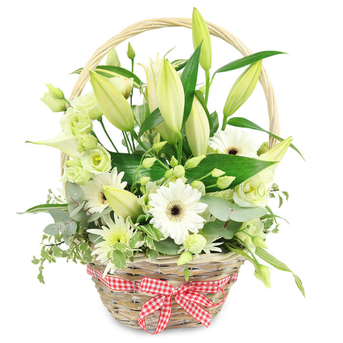 A charming floral gift basket is shown against a pure white background, its natural wicker and soft blooms creating an image of easy elegance that would sit beautifully in a Gerrards Cross living room overlooking the calm tree-lined streets. The basket itself is woven from light, straw-coloured wicker, with a sturdy handle arching neatly over the flowers, casting the slightest shadow that hints at gentle studio lighting. At the lower front, a red and white checkered gingham ribbon is tied into a perfect bow, the crisp checks adding a homely, rustic detail that recalls picnics around Bulstrode Park. The arrangement spills generously from the basket, filled primarily with creamy-white lily buds, their elongated forms wrapped tight, tinged with pale green at the tips to promise future blooms. Between them, several white Gerbera daisies stand proudly, each with clean, symmetrical petals surrounding a dark chocolate-brown centre that anchors the design with subtle depth. Scattered throughout are lisianthus flowers in shades of white and soft green, their petals gently ruffled and layered like miniature roses, adding both softness and texture. Delicate white and green spray chrysanthemums, with their fine, spiky petals, tuck into the gaps, ensuring there is no empty space, only a sense of well-balanced fullness. Hints of slender, graceful calla-like blooms thread through the centre, bringing a modern, sculptural line. The flowers are framed and supported by an array of greenery: rounded, silver-green eucalyptus leaves, neat variegated foliage edged with cream, and broad, glossy dark green leaves that add structure and contrast. The overall mood is calm and refined, ideal for an anniversary surprise, a heartfelt thank you, or a serene sympathy gift delivered by a local Gerrards Cross florist who understands the understated tastes of the community.