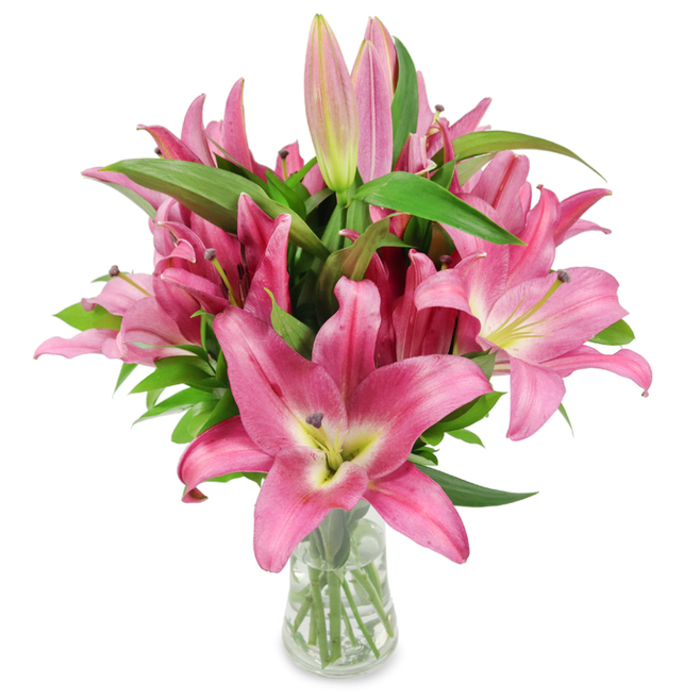 A stunning studio portrait of freshly cut pink Asiatic lilies arranged by a local florist, presented in a clear glass vase upon a clean white surface so that colour and botanical structure take centre stage. The bouquet is generous: many fully opened blossoms display broad, recurved petals in a radiant spectrum of fuchsia and magenta that fade gently toward pale, creamy throats, where a hint of chartreuse green provides a luminous undertone. From those centres, deep burgundy stamens extend, tipped with pollen that adds a tactile, honest detail to the otherwise refined composition. Throughout the cluster a number of elongated buds sit poised - some slim and shell-pink, others fuller and richly hued with green tips - promising the bouquet will continue to unfold over days, offering longevity as it matures. Dark, lance-shaped leaves thread through the arrangement, their glossy, verdant surfaces balancing and enhancing the vivid petal colours while giving the design a structured, architectural feel. The transparent vase reveals cleanly trimmed stems and clear water, a visual cue to careful conditioning and the flowers' freshness; this is the kind of arrangement a Gerrards Cross home might receive for a milestone or to brighten a quiet sitting room near Packhorse Road. Created by Flower Delivery Gerrards Cross with an eye for both immediacy and lasting beauty, the image captures not only the flowers' visual charm but the soft, heady perfume they bring - a floral statement equally suited to celebratory bouquets, thoughtful gifts, or features on lily care and display.