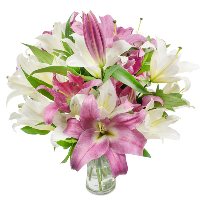 This image presents an opulent bouquet of oriental lilies, the composition built from two complementary palettes: pure, creamy white and a vivid fuchsia-to-magenta range. Set against a spotless white field, the lilies' broad, silky petals read with painterly clarity - many fully unfurled and showing graceful inward curves, others still in cigar-shaped buds that promise staged unfolding over several days. The open flowers reveal fine stamens and anthers, some tipped with the softest yellow or pale brown pollen, a small, honest detail that adds realism and natural charm. Dark green foliage - long, pointed leaves with a glossy sheen - slips between the blooms, carving negative space and emphasising the intensity of the petals' colours. The bouquet sits in a plain, clear glass vase centred at the lower edge of the image; the waterline and neatly trimmed stems are visible through the vase, underlining the cut flowers' freshness and the simple, refined presentation typical of a craft florist in Gerrards Cross. The lighting is bright and even, sculpting shadows under petals and along leaf veins so texture becomes almost tactile; one can almost sense the lilies' delicate, lightly sweet fragrance that suits springtime gatherings, anniversaries, or an elegant sympathy bouquet. For a resident near the High Street, station, or local parks, this arrangement communicates both celebration and quiet elegance - a floral statement that reads beautifully on a dining table, hall console, or bedside, made with the kind of neighbourhood care found in Gerrards Cross flower shops.