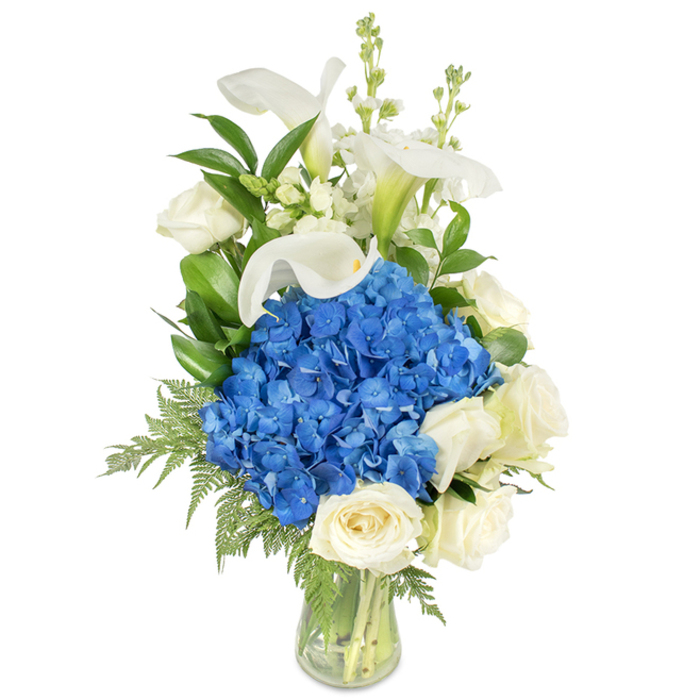 This tall, sophisticated arrangement is photographed on a pure white field so the colours and textures read with immediate clarity. Anchoring the design is a voluminous cluster of rich, royal blue hydrangeas whose rounded heads form a cool, textural centre. Encircling the lower tiers of that blue core are full, creamy white roses-softly cupped and velvety to the eye-adding warmth and a classical note. Sprouting above the hydrangeas are several immaculate white calla lilies, their trumpet-like forms slender and elegant, imparting vertical drama and refined lines. Sprigs of white snapdragons or similar spiky fillers emerge through the top and sides, creating a light, whimsical contrast to the denser blooms. The green structure is layered: deep glossy leaves provide a bold backdrop while fine, fern-like fronds cascade gently toward the base, softening the vase's edge and giving the arrangement a garden-fresh finish. The clear glass vase is gently tapered and shows the carefully trimmed stems and clean water inside, a testimony to fresh handling and thoughtful mechanics. Bathed in soft, neutral light, the bouquet suggests a calm, contemplative mood-suitable as a dignified sympathy tribute, an elegant anniversary gift, or as a striking centrepiece for an intimate reception held near local venues like the Memorial gardens or community halls in Gerrards Cross. The overall balance of cool blue, pristine white, and verdant green reads as serene, polished, and crafted with professional sensibility.