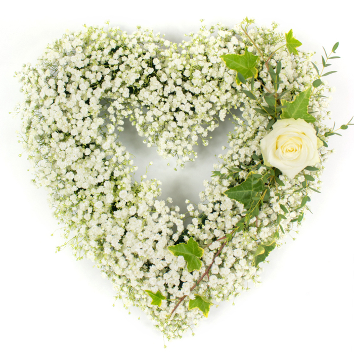 A classic sympathy heart, lovingly assembled from a dense blanket of white gypsophila set against a bright white backdrop so the form itself becomes the message. Countless minute baby's breath blossoms give the heart a soft, cloudlike volume-airy yet substantial-while a single creamy ivory rose, positioned on the upper right curve, provides the arrangement's focal warmth. The rose's petals are pristine and gently unfurling, their velvety surface catching the light to reveal a faint blush of green at the centre. Interwoven with the rose are rich, glossy ivy leaves with familiar lobed profiles, and slender, pale green eucalyptus-type sprigs that cascade diagonally down the right-hand side, introducing graceful movement and a muted peppering of scent. The studio's bright, even illumination clarifies texture and tone: the gypsophila's feathery clusters, the rose's smooth spiral, and the deep green sheen of the foliage. In Gerrards Cross this kind of design is often chosen for funeral services at local churches or for respectful home tributes, a piece that says innocence, remembrance and peace without need for words. Prepared with the care of a neighbourhood florist, this heart-shaped wreath offers a quiet dignity-an unadorned, heartfelt symbol appropriate for memorial occasions. Flower Delivery Gerrards Cross would typically arrange and deliver this to family homes near The Green or to chapels close to Chalfont St Peter and Denham, ensuring the presentation arrives fresh and composed.