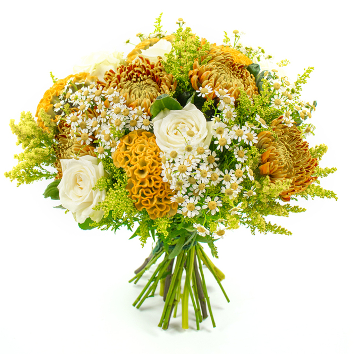 This hand-tied bouquet stands proudly against a bright white background, every detail of its autumnal palette sharp and clear, like a still life painted in a Gerrards Cross townhouse flooded with daylight. Full-headed chrysanthemums form the backbone of the design, their petals a tapestry of deep amber, golden mustard, and rich, burnished orange. Each flower is densely layered, creating a plush, almost cushion-like texture that draws the eye into its centre. Between them, creamy white and soft ivory roses open in graceful spirals, their smooth, velvety petals catching the light and offering a soothing counterpoint to the boldness of the chrysanthemums. Distinctive celosia blooms, in shades of yellow-orange, curl and fold into brain-like or coral-inspired shapes, their velvety surface providing a striking sculptural element that feels both modern and whimsical. Delicate sprays of white, daisy-like matricaria with bright yellow cores are sprinkled throughout, bringing a fresh, garden-picked charm that recalls cottage borders around places like nearby Hedgerley. Surrounding and supporting the feature blooms is a cushion of leafy greenery and lime-green solidago, whose fine, feathery plumes add movement, depth, and a hint of wild hedgerow character. The stems are visible at the base, neatly aligned and tightly wrapped with green florist's tape, revealing the professional hand behind the arrangement and its readiness for a vase at home or delivery to a local address. The bouquet as a whole exudes warmth, comfort, and natural elegance, making it ideal for seasonal celebrations, autumn birthdays, or simply bringing a sense of cosy abundance into a Gerrards Cross living room.