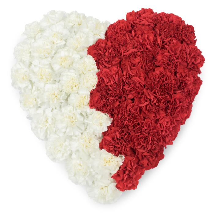A striking heart-shaped creation of densely packed carnations, presented against a bright white field so that its bold colours and precise edge read with graphic clarity. The left half is formed from creamy, off-white carnations, each bloom's ruffled petals layered to produce a soft, luminous surface. The right half is filled with deep, resonant red carnations, their compact heads creating a rich, tactile counterbalance. Where the two halves meet, the boundary is not a smooth curve but a distinct serrated line composed of nine triangular points - a carefully executed saw-tooth edge that unmistakably evokes the flag of Qatar. That deliberate zigzag turns the floral heart into both a personal emblem of affection and a larger statement of national pride, suitable for National Day commemorations, diplomatic receptions, or memorials that mark Qatari identity. From an overhead viewpoint, individual carnations remain visible: the curled, papery margins, subtle shifts in tone within the white field, and the depth created by the clustering technique. Light skims the surface, accentuating texture and the craftsmanship required to maintain such crisp geometry in living flowers. A local florist in Gerrards Cross might be asked to supply this arrangement for a civic event near the station or for a private gathering in nearby Beaconsfield, where communities come together to celebrate cultural ties. The overall effect is both emotive and precise - a floral statement that blends artistry, reverence, and clear national symbolism.