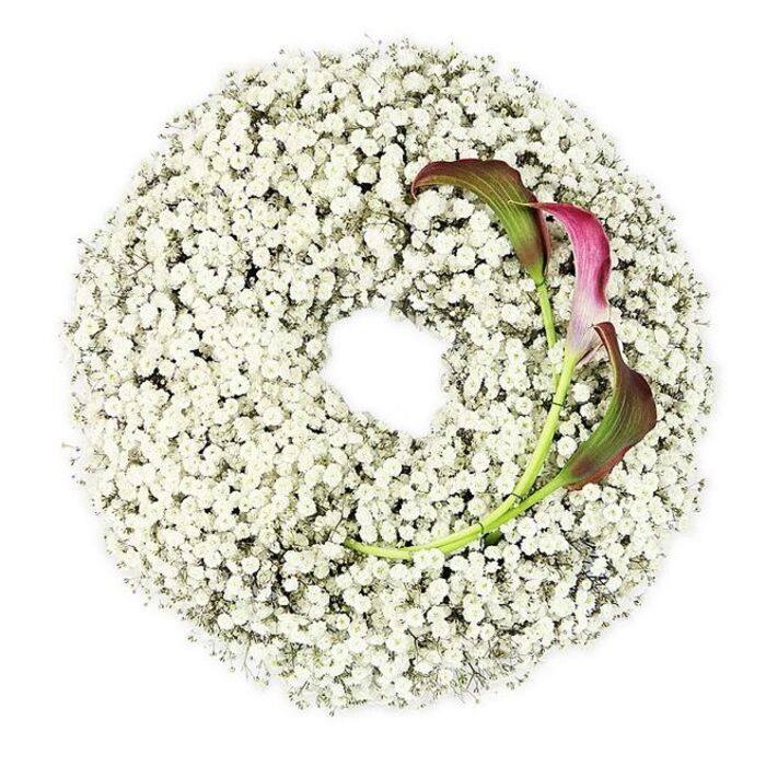 The image presents a refined, circular funeral wreath laid out on a crisp white background, captured from above so that the whole design is clearly visible. The ring is almost entirely constructed from Baby's Breath, each Gypsophila stem branching into clouds of tiny, star-like white flowers that sit close together, leaving no gaps. From a distance, the wreath looks like a soft cushion of pure snow; up close, the delicate structure of each floret can be seen, giving the arrangement a light, lace-like texture. The inner opening of the wreath forms a perfect circle, evoking images of an unbroken journey and making the piece especially fitting for a memorial or funeral service in Gerrards Cross or surrounding Buckinghamshire churches. On the lower right curve of the wreath, two calla lilies introduce colour and shape contrast. Their stems are smooth, slender, and green, easing into petals that curl into elegant trumpets. The colour at the tips is a rich burgundy, almost wine-red, which gently melts into magenta and then into subdued olive and green tones along the lower parts of the flowers. These callas feel modern and sculptural against the timeless softness of the Baby's Breath, suggesting both deep love and dignified farewell. The lighting is bright but gentle, without harsh shadows, allowing the clean white of the Gypsophila and the saturated tones of the callas to stand out clearly. Designed with the sensitivity of a local Gerrards Cross florist familiar with intimate goodbyes, this wreath would suit a coffin top tribute, a display near a framed photograph, or a peaceful corner of a remembrance gathering.