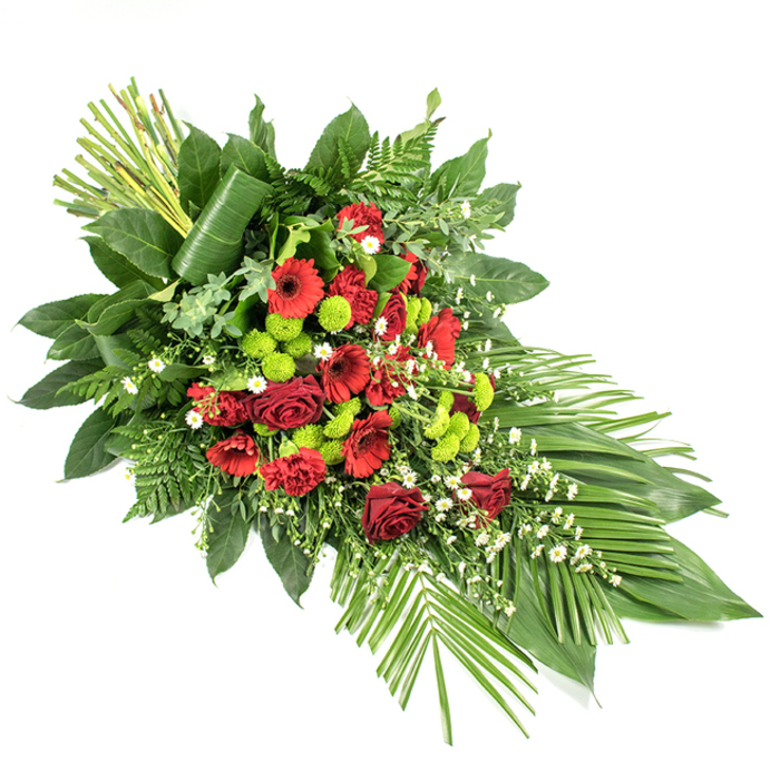 On a stark white backdrop, a sophisticated casket or funeral spray stretches in an elongated teardrop shape, its design reminiscent of the elegant tributes often delivered to services across Gerrards Cross. At its centre, deep red flowers create a powerful focal point: velvety red roses, some still partially closed with gently curled edges and others fully open, sit alongside bold red gerbera daisies with dark central eyes and clusters of ruffled red carnations. The reds are lush and saturated, suggesting devotion and lasting love. Threaded through this rich heart of colour are bright lime green button chrysanthemums, each bloom tight and spherical, their almost neon hue bringing a contemporary, uplifting contrast. Small white filler flowers-likely tiny daisies or airy sprays of gypsophila-are sprinkled between the stronger shades, giving the arrangement a sense of breath and space. The flowers rest on a bed of layered greenery, including large, glossy dark green leaves reminiscent of salal, soft leatherleaf fern, and other textural foliage that add depth and dimension. At the lower right edge, several long, smooth green leaves fan outward, emphasising the graceful, sweeping line of the spray as it tapers to a point. At the upper left, a structured cluster of tall, straight green stems or leaves stands upright, one broad leaf elegantly wrapped around their base, lending a sculptural, modern touch to the tribute. This carefully crafted composition, suitable as a main casket spray or a significant sympathy arrangement for a Gerrards Cross funeral, conveys heartfelt respect, remembrance, and quiet elegance.