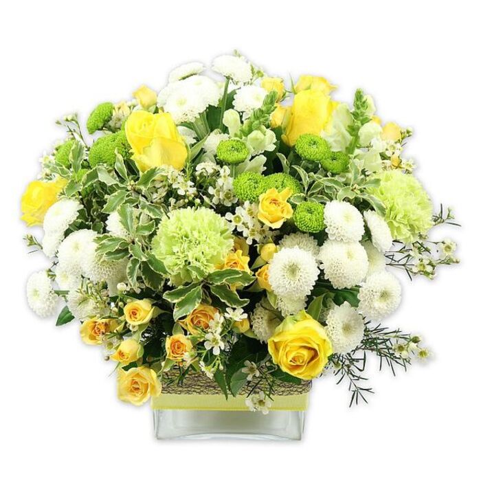 A beautifully balanced, dome-shaped floral arrangement in a low, clear square glass vase showcases a joyful mix of yellow, white, and green flowers, all set against a crisp white backdrop that highlights each texture. Prominent yellow roses, some fully open and others still in bud, form the warm heart of the design, their velvety petals glowing like little pockets of sunshine. These are supported by smaller yellow spray roses and compact yellow blooms that weave between the larger flowers, adding depth and a sense of fullness. Clustered around them are rounded white pompom chrysanthemums, their dense, almost cushion-like petals creating a soft, comforting contrast to the sharper outlines of the roses. Bright lime green button chrysanthemums and slightly larger, frilled pale green blooms - similar to green carnations or decorative chrysanthemums - introduce a lively, modern note, their zesty hue evoking fresh grass after rain in the parks around Gerrards Cross. The arrangement is generously padded with lush greenery: broad variegated leaves tipped with creamy white, rich dark green foliage, and wispy filler greens that arc gracefully outward, giving the piece a natural, garden-like feel. Tiny white star-shaped filler flowers are peppered throughout, echoing the pompom mums and adding flickers of lightness. The clear glass vase is wrapped at its centre with a rustic textured band, perhaps woven raffia or bark, overlaid with a neat strip of lime green ribbon that visually anchors the design. The visible stems lend a clean, contemporary touch. This uplifting bouquet feels both polished and inviting, ideal as a cheerful gift delivered to a home near the station or as a bright centrepiece for a family gathering after a stroll around Gerrards Cross Common.