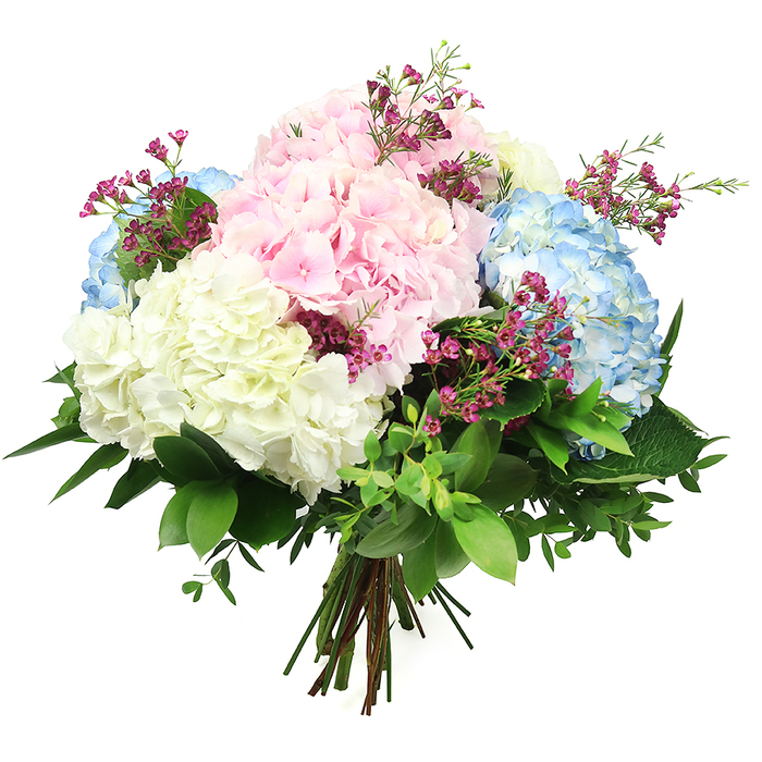 Luxurious hydrangea bouquet in soft pastel tones, photographed in front of a pure white background to highlight its sculpted, hand-tied form. The arrangement is shaped into a generous, rounded dome, its volume created by large, full hydrangea heads in blush pink, light sky blue, and creamy white. Each bloom consists of densely layered, small, rounded petals that give the flowers a plush, cloud-like body, with subtle variations of tone from the centres to the edges of each floret. Nestled between these substantial blooms are slim sprays of deep fuchsia filler flowers, similar in style to waxflower, their numerous tiny blossoms contributing a sprinkling of vibrant colour and a light, airy counterpoint to the hydrangeas' softness. A mix of lush green foliage cradles the entire design, with broad, glossy leaves providing depth and structure, while finer, softer leaves help to soften the edges and keep the silhouette natural. The stems are gathered firmly at the base in a classic hand-tied technique, creating a neat, radial pattern where they meet, ready to be placed in a waiting vase in a Gerrards Cross home. Even studio lighting enhances each texture, from the velvety hydrangea petals to the slight sheen on the greenery, while the shadow on the backdrop is minimal, keeping attention centered on the flowers. The bouquet suggests a mood of tranquil celebration and refined charm, ideal for same-day delivery around Gerrards Cross for birthdays, anniversaries, or as a gracious thank-you gift, bringing the quiet elegance of a well-tended garden into living rooms, hallway consoles, or intimate dining settings.