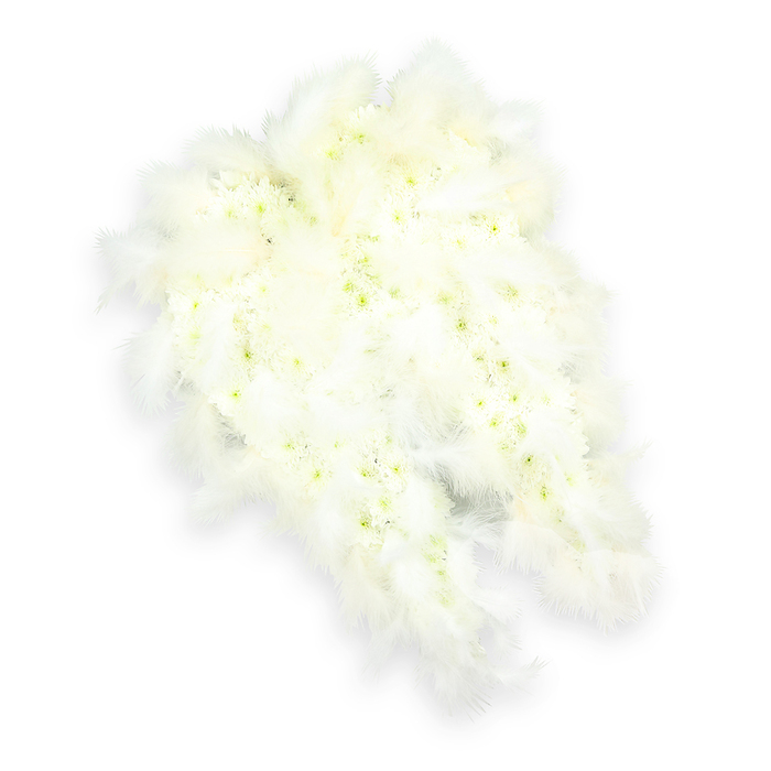 This image shows an exquisitely detailed funeral flower tribute shaped into a pair of angel wings, set against a clean white background that enhances every soft contour. Each wing is carefully built from countless small white flowers, likely tiny chrysanthemums and spray carnations, pressed closely together to form a plush, velvety surface. The blooms are not a flat white; instead, their centers carry subtle hints of pale green and muted yellow, creating a gentle, living depth that suggests freshness and natural beauty. Surrounding the outer edges and trailing down the tapered tips of the wings are abundant white feathers, layered like soft down. These feathers add an ethereal halo, making the wings appear light, feathery, and almost floating, as though a breath of air from the Chilterns might lift them. A delicate drop shadow beneath the arrangement offers a sense of height and three-dimensionality, without disturbing the calm simplicity of the composition. The overall impression is serene, reflective, and deeply comforting, perfectly suited to a funeral or memorial setting in and around Gerrards Cross. It evokes the protective symbolism of a guardian angel, conveying love, remembrance, and spiritual guardianship for the departed. This type of angel-wing tribute, often chosen for services at local churches or gatherings along Packhorse Road, allows families to express their grief and affection through flowers in a way that feels both gentle and profoundly respectful, echoing themes of purity, peace, and eternal rest.