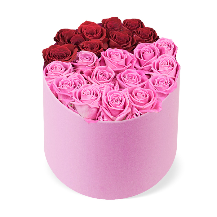 From a slightly elevated angle, this luxurious rose presentation commands attention in a blush pink velvet hatbox with a graceful curved front and a flat back. The hatbox itself feels plush, its velvet catching the light in a way that signals premium craftsmanship. The top opening is densely packed with tightly bloomed rose heads, forming a deep, glossy field of color that seems to spill over the edges. The roses are arranged in two bold blocks: at the rear, about a dozen deep crimson roses, velvety and rich, symbolizing classic romance; at the front, a larger sweep of bright fuchsia roses-numerous blooms-creating a vibrant contrast that radiates energy. Each bloom sits as a perfect bud of petals, with no visible foliage, showcasing meticulous care. The image is captured from a slightly elevated angle against a pure white backdrop, making the colors pop and the box's curved silhouette stand out, a fusion of contemporary design and timeless bloom. This high-end rose box reads as a luxury gift, ideal for Valentine's Day, anniversaries, birthdays, or Mother's Day, and it carries an aura of refined taste. In Gerrards Cross, such a piece pairs beautifully with a stylish home display or a doorstep delivery to The Broadway, Packhorse Road, or nearby streets, bringing a touch of celebration to daily life.