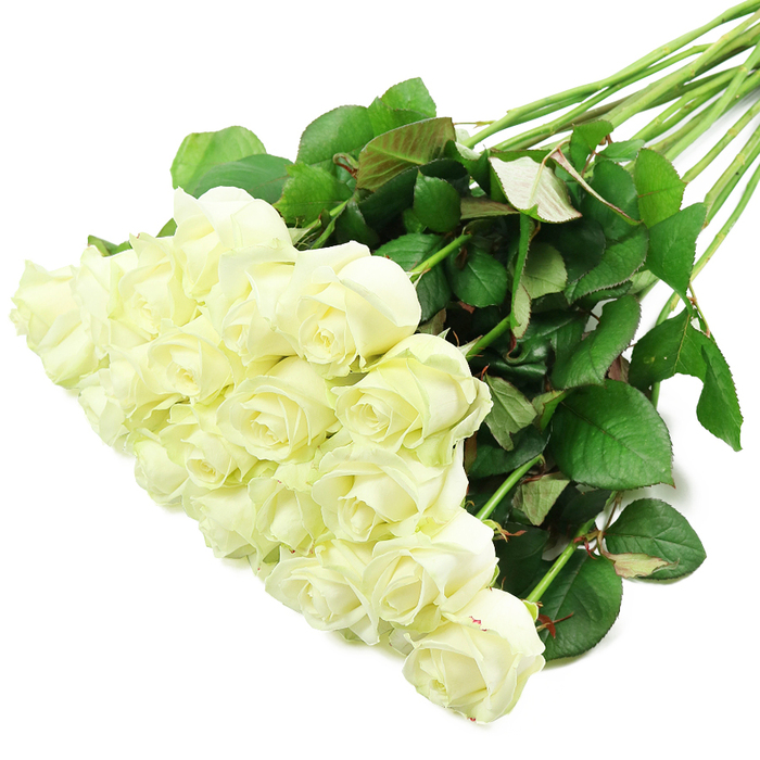 An elegant spray of white roses is artfully arranged on a pristine white backdrop, the bouquet positioned on a diagonal from the lower-left corner to the upper-right, creating a sense of gentle movement across the frame. Roughly two dozen roses are gathered closely together, their heads forming a generous, cloud-like cluster. Most of the blooms are in a tight or partially open stage, with petals curling inwards in neat concentric layers, gradually unfolding into the familiar cup of a classic rose. Their colour is a soft, creamy white, highlighted by the studio-style lighting so that every petal seems to glow with a quiet luminosity. Here and there, a faint blush of pale green appears at the outermost petals, hinting at their freshness, like roses that might have arrived early from the market before being carefully conditioned at a Gerrards Cross flower shop. From beneath this mass of blooms, the long stems stretch upwards and to the right, neatly gathered at the base and then opening out slightly, giving the arrangement a natural, hand-tied feel. The stems are strong and straight, clothed in dark green leaves that range from deep forest tones to slightly lighter shades, with occasional reddish tinges along the edges. This foliage creates a rich contrast against the white background, emphasising the purity and brightness of the blossoms. The overall mood is serene and refined, ideal for moments that call for grace and sincerity - perhaps carried by a bride walking out from a ceremony near East Common, set on a reception table in a Gerrards Cross home, or delivered as a respectful sympathy tribute offering comfort and remembrance.