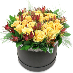 A luxurious floral hatbox brimming with sunshine-yellow roses and rich burgundy leucadendron is photographed in clear, even light, its details sharp against a pure white background like a display in a boutique along Packhorse Road in Gerrards Cross. The container is a deep charcoal or matte black round box, simple and sleek, circled at the top with a narrow band of white lace that softens the silhouette and introduces a quiet, romantic note. From this modern base rises a perfectly rounded mound of yellow roses, their petals soft and velvety, layered in tight spirals that open out into generous blooms. The yellow is warm, almost honey-like, giving the arrangement an inviting, optimistic glow. Tucked among the roses, slender stems of Leucadendron 'Safari Sunset' push upward, their elongated, cone-like bracts shaded in deep burgundy, plum, and green. They add height, structure, and a slightly wild, botanical edge, like a touch of heathland foliage gathered from the countryside just beyond Gerrards Cross. Around the central dome, glossy green leaves form a rich collar, catching highlights and adding volume, while finer, needle-like or ferny sprigs slip out from between the blooms, suggesting movement and breathing space. The bouquet feels both contemporary and timeless: the clean lines of the hatbox and bold colour blocking speak of modern design, while the lace, rose fragrance, and natural textures echo classic romance. Created with the care of an experienced local florist, it would suit celebrations from golden wedding anniversaries to congratulations on a new home near East Common, or simply to brighten a neutral interior with a focused burst of colour and life.