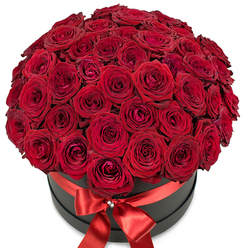 Captured in crystalline morning light, this dramatic floral display radiates luxury and passion. Dozens of lush, deeply saturated red roses are gathered so closely in a jet-black, round hatbox that their velvety petals seem to form one seamless, undulating surface. Each rose in the arrangement expresses a unique moment in its life: youthful buds with tightly coiled spirals and more mature blooms gently unfurling, their edges softly flush against one another. The interplay of ruby hues and shadow creates a tapestry of color and depth, reminiscent of the vibrant streets and tranquil gardens found throughout Gerrards Cross. A broad ribbon in iridescent red satin wraps the container, fastening at the front with an elegant bow accented by a miniature cluster of crystals, reminiscent of the sophisticated tastes seen in local boutiques. There is an air of celebration and intimacy-an arrangement crafted for a declaration of love, a heartfelt apology, or a momentous milestone. Set against a brilliant white background, every detail commands undivided attention, from the matte surface of the hatbox to the sumptuous glow of the petals. Whether destined for a private dinner along Packhorse Road or as a surprise for someone special in the wider Buckinghamshire area, this bouquet, presented by Flower Delivery Gerrards Cross, delivers not just roses, but an unforgettable sensory memory embodying affection, elegance, and local artistry.