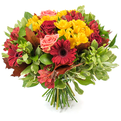 This hand-tied, autumnal bouquet reads like a carefully composed fall portrait, photographed on a plain white backdrop so each colour and texture can speak clearly. Dominant deep red and burgundy Gerbera daisies draw the eye with their broad, satin-like petals and darker centers, while rich red roses-some unfurling their full, velvet layers and others held as tight, elegant buds-bring classic romance to the design. Bright yellow spray chrysanthemums punctuate the mass of blooms with cheerful dots of sunshine, their fine petals knitting a delicate texture between larger blossoms. Soft coral-pink roses and small peachy blooms offer gentle contrast, answering the intensity of the reds with warmth and softness. Orange-tinged alstroemeria, with their narrow, often speckled petals, add spirited linear accents that break the roundness of the bouquet and add depth. Surrounding foliage is abundant and varied: glossy dark green leaves create a vibrant foundation, lighter, variegated greens lift the eye, and a few bronze-toned, lobed autumn leaves are positioned to underscore the seasonal theme. The stems are bundled and visible at the base, a neat hand-tied finish that speaks of professional care. As a local florist serving Gerrards Cross, Flower Delivery Gerrards Cross values these tactile details-the way petals catch morning light, the subtle scent when you bring the bouquet near-and we often prepare similar arrangements for Thanksgiving tables, harvest gatherings, or to brighten a home close to the station or Bulstrode Park.