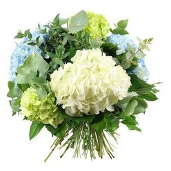 A softly lit image captures a hand-tied bouquet of hydrangeas and greenery, floating against a pure white background as though it has just been lifted from a garden near West Common in Gerrards Cross. Dominating the centre is a large, rounded head of creamy white hydrangea, its tightly layered florets forming a plush, cushion-like surface that suggests both delicacy and abundance. Around this central bloom, generous clusters of pale sky-blue hydrangeas unfold, each petal edged with subtle shifts in tone, from misty blue to almost white, like clouds moving over the Chiltern skyline. Tucked between them are rounded lime-green hydrangea heads, their lively chartreuse colour injecting brightness and energy, reminiscent of new growth along the residential streets off Packhorse Road in early summer.   

The bouquet is richly framed by a diverse array of foliage, lending depth and gentle rhythm. Silvery eucalyptus leaves, small and rounded, trail elegantly outwards, their cool, muted green bringing a refined, contemporary touch, as if echoing the stylish homes and cafés dotted around central Gerrards Cross. Darker, glossier green leaves weave through the design, some with a more pointed profile that creates contrast against the billowing hydrangea petals. This interplay of textures and tones forms a generous, domed silhouette that feels calm, balanced, and full of quiet movement. At the base, the stems are visible, gathered closely and bound in the manner of a traditional florist's hand-tied piece, ready to be placed into a waiting vase on a dining table or hallway console. The overall impression is one of cool serenity and thoughtful elegance, an arrangement perfectly suited to meaningful gestures such as anniversaries, housewarmings, or a comforting delivery to a loved one recovering at home in Gerrards Cross.