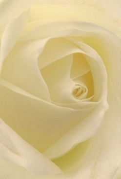 Envisioning a quiet morning in Gerrards Cross, this rose appears as a serene focus, its cream-white petals swirling with perfect harmony. The bloom's core draws light in, illuminating layers that transition from gentle cream to almost translucent at the edges. The velvety texture, softened by diffused natural light, feels reminiscent of silk ribbons found in the boutiques along Packhorse Road-inviting a tactile exploration even from afar. Each petal curls inward, as if embracing a secret, while subtle shadows add an intimate depth and warmth. This composition tells a story of tranquility and timeless grace, evoking the hushed ambiance of a well-tended Gerrards Cross garden or the peaceful air just before a family celebration. The aroma is faint yet lingering-clean and elegant, like the softest spring embrace. This rose, arranged by skilled hands familiar with the seasons and sentiments of the local community, might find itself on a mantel above family photos or at a gentle tribute in Memorial Centre. It is the universal language of love and remembrance, captured in every flawless spiral and thoughtfully arranged to convey both sincere admiration and comfort, just as a Gerrards Cross florist would deliver for life's most meaningful occasions.