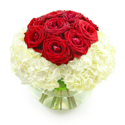 A sophisticated floral arrangement is captured in crisp detail against a pristine white backdrop, the kind of simple, modern setting you might find in a stylish Gerrards Cross home. In the upper center of the design, a compact dome of deep red roses forms the striking focal point. There are around ten roses gathered closely together, each bloom showcasing velvety petals layered in tight spirals, with some buds just beginning to ease open while others are fully unfurled. The intense, romantic red suggests passion and long-lasting love, evoking memories of shared walks through West Common or cosy anniversary dinners near Station Road. Supporting this passionate cluster, a generous base of white hydrangeas spreads out in a rounded, cloud-like cushion. The hydrangeas are made of countless small, delicate florets, their creamy white tones softening the drama of the roses and giving the entire piece a sense of harmony and calm. The combination of textures-the smooth, satiny rose petals against the ruffled, almost feathery hydrangea blossoms-creates visual depth and a feeling of quiet opulence. All the flowers are carefully placed into a clear, round glass vase filled halfway with fresh water. Through the gently curved glass, you can see the green stems gathered neatly, their natural lines providing structure and contrast to the voluminous blooms above. The water reflects subtle highlights, adding a clean, contemporary touch. This arrangement feels like a personal love note in flowers, ideal for an anniversary delivery anywhere in Gerrards Cross, from homes tucked near the golf club to apartments close to the station, offering a timeless way to say, "You are cherished."