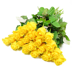 Approximately twenty-four long-stemmed yellow roses are arranged in a loose, fan-shaped display, resting on a pure white background that allows every shade of yellow and green to stand out in calm clarity. The roses vary beautifully in their stages of opening: some remain as compact, promising buds, while others have begun to relax, their petals unfolding in rounded layers that evoke the soft glow of late afternoon light over Gerrards Cross Common. Their colour ranges from rich golden cores to softer, more pastel edges, creating a gentle rhythm of tone across the cluster of blooms. Around and between the flowers, lush dark green leaves with visible veins and slightly lighter undersides provide depth and texture, suggesting stems freshly trimmed and conditioned in a local workshop off Packhorse Road. The stems gather naturally towards the upper part of the composition, clean and straight, as if the bouquet has just been laid down for a quiet moment of reflection. The overall mood of the image is serene and consoling, as if these roses have been chosen to bring a touch of kindness and light to a difficult day. The simple white background mirrors the stillness of a thoughtful sympathy arrangement, suitable for delivery to a home near the Chiltern Line station or a nearby chapel. You can almost sense the faint, sweet fragrance that often accompanies yellow roses, offering a subtle reminder of shared memories, quiet support, and the enduring comfort of nature when words feel hard to find.