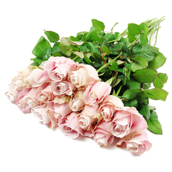 A sweeping cluster of approximately two dozen blush pink roses stretches across a pristine white surface, creating a gentle cascade of colour that feels both calm and dignified. Viewed from above, the bouquet appears carefully gathered by an experienced florist, the rose heads concentrated toward the lower left while the long, straight green stems and abundant foliage extend to the upper right. Each bloom shows a slightly different stage of opening, from tightly coiled buds with an air of quiet anticipation to more relaxed blossoms revealing intricate, layered centers in soft pastel pink with hints of dusty rose and pale lavender deep toward the heart. The petals have a velvety, almost porcelain texture, illuminated by clear, even lighting that enhances their smooth curves and subtle shadows. Around them, glossy dark green leaves provide a strong, natural contrast, framing the roses without overwhelming their delicate colouring. The arrangement feels intentionally understated, the kind of thoughtful, elegant design often chosen for sympathy flowers sent to families in Gerrards Cross, whether to a home near Bulstrode Way or a service by the common. The mood is soothing and reflective rather than bright or festive, offering a sense of quiet support and remembrance. You can almost sense the soft, familiar scent of fresh roses drifting into a still room, bringing comfort without intrusion. This carefully composed image is an ideal visual representation of a refined pink rose tribute, suitable for conveying condolences, marking an anniversary of loss, or accompanying a gentle message of "thinking of you" from nearby Flower Delivery Gerrards Cross.