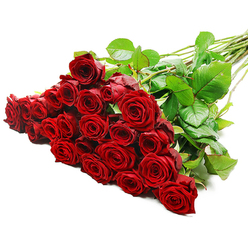 An opulent cascade of long-stemmed red roses stretches diagonally across a crisp white background, as if just arranged on the workbench of a Gerrards Cross florist before going out for same-day delivery around Chalfont St Peter or down Oxford Road. The bouquet is abundant, holding roughly two to three dozen roses gathered tightly together, their heads forming a plush carpet of deep crimson at the left side of the image. Each rose displays velvety petals in a rich, romantic red, the innermost whorls still curled in a tight spiral while the outer petals gently loosen, suggesting perfect freshness and a lingering, classic rose fragrance. Between the blooms, dark, glossy green leaves provide a cool contrast, framing the flowers and emphasising their intense colour. The long green stems extend towards the upper right, straight and robust, with a few discreet thorns that reveal the bouquet's natural origin and recent cutting. Clean, bright studio lighting falls evenly over the arrangement, highlighting the delicate texture of every petal edge and the subtle shadows where blooms overlap, creating a sense of depth and lushness. The composition radiates romance and sophistication, perfectly suited for marking an important anniversary in a home off West Common, a Valentine's surprise delivered by Flower Delivery Gerrards Cross, or a heartfelt apology that needs no words. The simple white backdrop ensures that all attention rests on the roses themselves, allowing their passionate red tones, flawless form, and elegant structure to speak of love, admiration, and enduring commitment.
