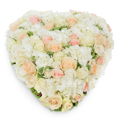 Floating on a spotless white field and photographed slightly overhead, this heart-shaped arrangement embodies calm attentiveness and floral expertise. Its surface is densely packed with white and ivory roses, some unfolding their full, layered faces, others kept as sweet, compact buds; interspersed amid them are pale peach and gentle blush-pink roses that create a whispering gradient of colour. Plumped clusters of pristine white hydrangea sit like soft pillows between the roses, their many-petaled clusters adding volume and a feathery, cloud-like texture that invites the fingertips. Small, deep-green variegated leaves emerge discreetly through the petals, particularly along the lower contour, offering a fresh, cool contrast and a subtle frame to the heart silhouette. The lighting is soft and natural, producing a thin, elegant shadow beneath the composition that highlights the density and dimensionality of the design. There is a quiet scent implied in the image - the clean, tea-like perfume of white roses mingled with the sweeter, more delicate notes of peach blooms - a fragrance that would feel gentle in a chapel or beside a family gathering. This arrangement reads as a refined expression of sympathy or deep romantic devotion, equally appropriate for a wedding altar, an anniversary table, or a memorial service. Available for thoughtful delivery across Gerrards Cross and nearby Chalfont St Peter, it's a piece designed to convey comfort, careful attention, and enduring love.