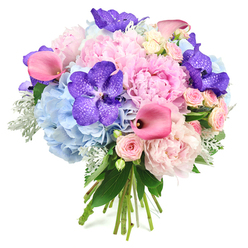 A round, hand-tied bouquet glows against a pure white backdrop, its colours unfolding in a gentle, romantic gradient that feels perfectly at home in Gerrards Cross. At the centre, light pink peonies open in generous layers, each petal softly ruffled and slightly translucent at the edges, as if illuminated from within by soft afternoon light over West Common. These lush blooms are cradled by generous heads of powder blue hydrangeas, whose countless miniature petals create a plush, cloud-like base, cooling the palette and adding an airy sense of fullness. Punctuating the pastel foundation, deep purple Vanda orchids introduce dramatic intensity; their velvety petals, flecked with darker patterns, look almost like fine silk fabric, lending the design a touch of exotic luxury.   

Slim, sculptural fuchsia pink calla lilies weave through the bouquet, their smooth, trumpet forms bending in elegant arcs that guide the gaze around the arrangement. Between them, petite blush pink spray roses nestle in clusters, their tightly layered petals offering a more intimate scale of beauty and a timeless, romantic feel. Surrounding and framing the flowers, glossy dark green leaves and the soft, silvery foliage of dusty miller combine to create depth and subtle contrast; the dusty miller's velvety surface adds a tactile softness, echoing the gentle character of the peonies. At the bottom, the natural stems are gathered and tied, visibly reinforcing the hand-crafted nature of the design. This bouquet captures a sense of quiet celebration and thoughtful gifting, perfectly suited to engagements, milestone birthdays, or elegant congratulations delivered to homes and businesses throughout Gerrards Cross.