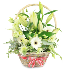A light, natural wicker basket sits centred against a bright white backdrop, brimming with white and green flowers that look as though they were gathered fresh from a garden on the edge of Gerrards Cross Common. The basket's weave is clearly visible, each strand forming a warm, honey-toned texture that speaks of hand-crafted care, while a red and white gingham bow at the base lends a nostalgic, countryside charm, like something you might see at a village fete near East Common. Rising from the heart of the design are graceful lily buds, their long, smooth forms tinted in creamy white and pale green, some still tightly closed, others just starting to peel back their petals. Clustered beneath them, white Gerbera daisies open wide, their daisy-like faces framed by neat rows of petals and dark central discs that provide a confident focal point. Around these, soft lisianthus blooms in white and pale green unfurl delicate, ruffled layers, lending romance and volume without overpowering the arrangement. A sleek white calla lily curves elegantly through the centre, its simple trumpet form adding a contemporary twist. Smaller, fine-petalled white and green chrysanthemums fill out the spaces, capturing the light and enhancing the sense of abundance. Rich greenery spills between the flowers: rounded eucalyptus in muted blue-green tones, variegated ivy-like leaves, and broader dark leaves that give the basket shape and depth. The palette of whites, creams, and greens feels cool and serene, making this design perfect for an intimate anniversary dinner in a Gerrards Cross townhouse or as a thoughtful gesture of appreciation, celebration, or sympathy delivered locally.
