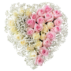 A carefully composed heart-shaped funeral tribute fills the frame, floating against a clean white backdrop so that every petal and detail can be clearly appreciated. The heart is divided with deliberate precision down the vertical centre, creating two distinct yet harmonious halves. On the left, a generous mass of creamy white and very pale yellow roses nestles closely together, their petals unfolding in soft spirals that evoke calm, peace, and quiet remembrance. On the right, equal in density and fullness, medium-toned pink roses create a gentle contrast, their hue reminiscent of the subtle blush that comes with cherished memories. Between these two colour families, and running throughout the arrangement, small white clusters of gypsophila, or baby's breath, weave in and out, filling tiny gaps, edging the outline, and producing a light, airy halo around the roses. This cloud of baby's breath adds texture and a sense of breathability, as if the flowers themselves are wrapped in a whisper of mist. The heart is flawlessly shaped, with rounded lobes at the top and a neat point below, giving the tribute a clear, universally understood symbol of devotion and loss. Imagined in a Gerrards Cross setting, it could be placed beside a framed photograph during a service, or laid gently at a graveside following a ceremony at the local crematorium. The design feels like something a skilled florist from Flower Delivery Gerrards Cross would create for families seeking a tender, romantic way to say goodbye, channelling love, gratitude, and a softly spoken farewell through roses and delicate gypsophila.