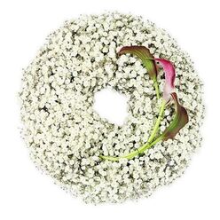 Set against a spotless white backdrop, a circular funeral wreath appears almost to float, its entire surface thickly covered in countless white Baby's Breath blossoms. The Gypsophila is packed so closely that individual stems disappear, leaving only a cloud-like ring of minute, cottony flowers that evoke purity, innocence, and a whisper-soft farewell. The wreath's inner circle is left open and perfectly round, giving a sense of space and calm, like a quiet pause during a remembrance service in Gerrards Cross Parish or a nearby chapel. On the lower right arc, two calla lilies have been carefully threaded through the Baby's Breath, their slender emerald stems bending with natural grace as they curve inward. The blooms themselves are smooth and sculptural, opening into trumpet shapes shaded with a rich gradient: deep burgundy and wine at the mouths of the flowers fading into softer magenta, then sinking into muted green along the petal edges and stems. This touch of dark, velvety colour stands in gentle contrast to the bright white of the wreath, becoming a focal point without overwhelming the design. The composition feels deliberately balanced yet subtly asymmetrical, suggesting the complexity of love and grief held together in a single, composed tribute. Lit with soft, even light, every tiny floret is visible, showcasing the handiwork of an experienced florist used to preparing thoughtful sympathy flowers for local funerals around Gerrards Cross, the common, and the tree-lined residential streets. The arrangement conveys peace, remembrance, and the quiet strength of a life honoured with grace.