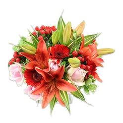 Set against a bright white background, this opulent hand-tied bouquet speaks of careful craft and seasonal freshness, the kind we prepare at Flower Delivery Gerrards Cross for same-day orders around the town and nearby Stoke Park. At its center, a cluster of bold orange-red Asiatic lilies commands attention: their large, velvety petals curl back slightly, some speckled with tiny dark flecks, while a few unopened buds lend a poised, expectant note. Framing those lilies are rich, crimson Gerbera daisies with their signature dark centers, offering a strong, graphic contrast that enhances the lilies' warmth. Scattered among them are pale pink roses in varying stages of bloom-tight, fragrant buds and softer, open cups-creating a gentle, romantic counterpoint to the more assertive reds and oranges. Small, glossy red hypericum berries are woven through the stems, their round forms adding playful texture and a festive glimmer. The foliage is generous: broad green leaves create a deep, calming backdrop while variegated greenery with lighter streaks injects lively contrast. The whole composition has a full, rounded silhouette and a tactile richness-smooth rose petals, slightly papery lily blooms, crisp foliage, and the waxy snap of berries-accented by a warm, sweet-spicy scent that invites someone to lean in. Whether delivered to a home on Gerrards Cross High Street or placed on a dining table for a celebration, this bouquet reads as both modern and timeless, crafted to convey joyful warmth and considered by a local florist with an eye for balance and longevity.