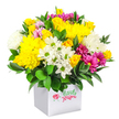 The photograph shows a joyful, dome-shaped flower arrangement rising from a modern white cube box, all set against a perfectly white backdrop that puts every bloom in clear focus. The bouquet is a celebration of sunny yellows, cool whites, and rich pinks, arranged so that no single flower dominates, yet the eye is gently led around the design. Large yellow chrysanthemums, with their soft, feathery petals, create a warm, glowing centre, supported by groups of yellow spray roses whose tight little buds suggest new beginnings and quiet celebration. Among them, white daisy chrysanthemums with clean petals and green centres bring a relaxed, countryside feel, reminiscent of walks through the green spaces around Gerrards Cross, while fuller white chrysanthemum heads add a cloud-like lightness. Threaded throughout, bold fuchsia and magenta chrysanthemums provide striking points of colour, some petals carrying a subtle gradient of pink tones that add nuance and depth. Smaller pink and yellow rosebuds punctuate the mix, like delicate exclamation marks of sweetness. At the base, deep green, glossy foliage cradles the blooms, its shapely leaves giving structure and contrast. The smooth, straight-sided white box serves as a contemporary stand-in for a vase, making the arrangement look like a ready-to-gift piece that could be placed straight onto a coffee table in a Gerrards Cross home. The overall mood is one of fresh optimism and simple luxury, suitable for marking a birthday, saying thank you, or sending a bright, affordable surprise to someone locally.
