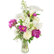 A lush, upright bouquet sits in a clear, fluted glass vase against a clean white studio backdrop, its composition quietly confident and tender. Several pure white calla lilies rise like sculpted trumpets, their smooth, waxy spathes curling with a faint green wash near the stems and catching soft, diffused light. Below them, generous magenta peonies unfurl in sumptuous ruffles-two full blooms anchor the lower left and right with deep fuchsia petals that read almost jewel-toned, while a tighter bud promises another bloom soon. Creamy, tightly packed white roses nestle among the larger forms, providing a velvet softness and classic shape that contrasts with the peonies' exuberance. Slender spikes of fragrant white stock thread upward through the centre, introducing verticality and a subtle cottage-garden texture, while tiny clusters of baby's breath float like spun starlight, softening edges and adding a delicate, cloud-like depth. A scattering of fern-like fronds and broader green leaves frames the bouquet, their fresh verdant tones grounding the composition and offering a natural counterpoint to the bright blossoms. The vase's transparency reveals clean stems and fresh water, a visual promise of recent care and crisp freshness. The overall impression is one of quiet celebration-a centrepiece that feels suited to an intimate dinner, a thoughtful anniversary gift, or a bedside display that whispers comfort. Imagined in the gentle morning light of Gerrards Cross, this arrangement radiates refined warmth and handcrafted balance, the kind of bouquet a local florist might place on a Packhorse Road mantel to mark a special moment.