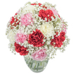 Envisioned by a Gerrards Cross florist in touch with the area's understated elegance, this bouquet sings with the beauty of classic carnations in vibrant red, blush pink, and creamy white, each bloom rich with intricate, ruffled petals. The artistry continues with layers of snowy white gypsophila, whose airy clusters fill every space and give the bouquet a soft, floating presence - much like cotton clouds over the Gerrards Cross skyline. Arranged in a perfectly rounded dome and set in a clear glass vase, the design lets daylight bathe every petal, highlighting the bouquet's freshness. A glance through the water reveals the tangle of green stems, reinforcing the sense of just-gathered abundance. The overall effect is both lively and soothing: a testament to the everyday beauty found near East Common and St. James's Church. Perfect as a gesture of love, gratitude, or simple celebration, this arrangement's gentle fragrance and harmonious palette turn any space into a welcoming haven. Its detailed presentation reflects the local flair and care native to Flower Delivery Gerrards Cross, ready to uplift both giver and recipient alike.
