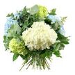 A full, hand-tied bouquet of hydrangeas and foliage is presented against an immaculate white background, every bloom and leaf carefully composed as though prepared for delivery to a quiet home off Packhorse Road in Gerrards Cross. The eye is immediately drawn to the central hydrangea head, a large, rounded cluster of creamy white florets so densely packed that the surface appears almost velvety, like a soft cushion of petals. Surrounding this focal bloom are several voluminous clusters of pale sky-blue hydrangeas, their petals shading subtly from gentle blue to near white, evoking the soft light of a clear morning over Gerrards Cross station. Nestled among them are fresh lime-green hydrangea heads, their bright chartreuse tones adding a lively, springlike lift to the composition.   

Threaded throughout the bouquet is an abundance of greenery that brings texture and balance. Slender sprigs of eucalyptus, with their rounded, silvery-green leaves, extend gracefully between the hydrangeas, catching the light and suggesting a hint of cool, herbal fragrance. Deeper, more saturated green foliage, some with a glossy sheen and slightly pointed tips, fills the spaces between the blooms, lending volume and a sense of natural movement, as though gathered from a well-tended garden near West Common. The overall shape of the bouquet is gently domed and rounded, with no harsh edges, giving an impression of softness and generosity. At the base, the natural stems are visible, neatly aligned and tied together, clearly showing the hand-crafted nature of the design and making it ready to drop into a favourite vase in a Gerrards Cross kitchen or sitting room. The mood is one of peace, freshness, and quiet celebration, suited to occasions from birthdays and anniversaries to simple gestures of appreciation or sympathy.