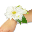 A pristine white wrist corsage rests gently on the inner forearm of a person with fair skin, photographed against a crisp white background so every petal and bead reads clearly. At its heart sits a large, immaculate white Gerbera daisy: layers of clean, satin-like petals fanning out from a bright yellow-green central disc that has the soft, textured look of a tiny pincushion. Around the Gerbera, clusters of small, fluffy white chrysanthemum-like blossoms and tender creamy lisianthus buds nestle together, their shapes alternating from rounded buttons to softly curled bell-forms and creating subtle depth across the wrist. Deep, glossy Ruscus leaves or broad salal foliage sweep beneath the blooms, their rich emerald tone anchoring the composition and catching a hint of studio light along the veins. The bouquet is secured with a refined multi-strand band of luminous white pearl beads that encircle the wrist, the pearls catching a soft gleam and lending a vintage, romantic counterpoint to the fresh flowers. You can almost sense the texture-the cool smoothness of the pearls, the gentle give of layered petals, and the faint green, slightly grassy scent that fresh Gerbera and lisianthus release when handled; the overall impression is of calm, purity and quiet celebration. This carefully balanced corsage reads as a classic choice for weddings, proms or graduations, ideal for a bride or bridesmaid seeking understated elegance. As a local touch, think of this piece worn on a stroll down Gerrards Cross High Street after portraits at the station, the blooms still bright and immaculate under a soft morning sky.