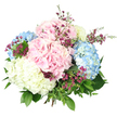 Set against an immaculate white background that allows every nuance to show, this hand-tied hydrangea bouquet feels like a carefully composed moment of calm, the kind of design you might find awaiting you in a welcoming Gerrards Cross hallway after a long day. Several large hydrangea heads form the core of the arrangement, their rounded shapes and countless tiny petals giving a luxuriously full appearance. The colours are predominantly pastel: soft, romantic pinks, airy baby blues, and creamy whites with a faint buttery tone that together create a gentle, harmonious palette. Each hydrangea head resembles a cluster of miniature blossoms, so densely packed that they appear almost cloud-like and plush. Threaded gracefully among these main blooms are slender stems of deep magenta and purple-toned filler flowers, similar to waxflower, their small, star-shaped petals and buds introducing fine detail and a more intense burst of colour. These sprigs break up the rounded hydrangea forms, adding rhythm and a touch of wild garden charm, like small flowers growing between paving stones along Packhorse Road. Surrounding the flowers, a variety of green foliage in different shapes and hues frames the bouquet: wide, dark green leaves provide structure and depth, while lighter, more delicate stems reach outward, giving the design a relaxed, natural silhouette. The stems appear gathered and tied at the base, hidden beneath the wealth of petals and leaves, indicating a classic hand-tied technique often used for special occasions. Uniform, bright lighting reveals the textures of each petal and leaf, ensuring that nothing competes with the beauty of the blooms against the crisp white ground. The resulting impression is one of gentle celebration and quiet sophistication, perfect for marking milestones, expressing appreciation, or sending a soft-spoken message of love with a same-day flower delivery in and around Gerrards Cross.