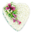 A beautifully composed heart-shaped sympathy tribute fills the frame, laid out against a neutral white background so every petal and leaf can be appreciated. The main body of the heart is formed entirely from countless tiny white spray chrysanthemums, each one opening into a compact daisy-like flower. Packed closely together, they create a thick, cushion-like surface that feels soft and serene, conveying peace, remembrance, and a sense of gentle embrace. Around the edge, a smooth emerald green ribbon traces the perfect outline of the heart, its satin finish catching a slight sheen and bringing a touch of formality and structure to the design. From the upper left curve of the heart, a striking arrangement of deep magenta calla lilies sweeps diagonally towards the centre and lower right. At the top of this spray, several callas are fully open, their sculpted trumpet forms cupping dark central spadices, while further down, more slender, partially unfurled blooms extend the line of movement and guide the eye. Nestled between the calla lilies are small clusters of white freesia or similar dainty flowers, their starry petals introducing a different texture and suggesting a light, fresh fragrance. Lush greenery, including fine, feathery fern fronds and broader, glossy green leaves, wraps around the coloured blooms and spills gently over the chrysanthemums, adding depth and natural contrast. The overall effect is calm, dignified, and profoundly tender-a floral heart that could be delivered to a funeral or memorial gathering anywhere in Gerrards Cross, from a quiet service near the common to a more formal farewell, offering comfort, respect, and a lasting symbol of love.