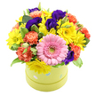 A playful hatbox arrangement bursts into view, its vivid colours made even more striking by the clean white background that surrounds it, like a spotlight on a florist's bench in Gerrards Cross. The round container is a light lime green, scattered with pastel blue and white polka dots that give the impression of a wrapped present, ready to surprise someone special. From this base, the flowers rise in a neat, domed shape that is full, rounded, and slightly overflowing, suggesting richness and care. At the front, a single large pink gerbera stands proudly, its wide, satin-like petals radiating symmetrically from a bright green centre that feels fresh and youthful. Echoing around it, clusters of small yellow daisies or chrysanthemums beam with cheerful energy, their compact centres and finely cut petals recalling little bursts of sunshine over the treetops near East Common. Woven through these are coral and orange carnations, their frilled, rippling petals adding a soft, tactile depth that invites you to imagine the gentle brush of each bloom. Between the warmer tones, deep purple and indigo lisianthus flowers cup inward, their smooth, velvety petals casting subtle shadows that give the whole arrangement dimension and elegance. Sprigs of greenery, including some variegated leaves edged in pale cream, thread through the design to soften transitions and reinforce the feeling of natural, garden-inspired abundance. The bouquet feels like a celebration captured in flowers-suitable for birthdays, congratulations, or lifting someone's spirits at home or in a Gerrards Cross office. Though the viewer sees just a still image, the careful placement of each stem suggests the quiet skill and rhythm of a local florist shaping colour, texture, and form into a single joyful hatbox gift.