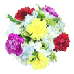 Arranged in a compact, circular form and photographed from directly above, this bouquet sits against a crisp white background, its colours appearing especially vivid and joyful. Six large carnations provide the main splash of colour, each bloom fully unfurled. Two are bright, cheerful yellow, radiating warmth like afternoon light over Gerrards Cross tennis courts; two are a velvety burgundy-red, rich and comforting; and two are a vibrant magenta-purple, lending a touch of sophistication and flair. Around these ruffled, textured carnations lie generous clusters of hydrangeas in soft light blue and creamy white, their countless tiny petals forming rounded, cloud-like mounds. This gentle mix of blues and whites introduces a calm, airy feeling, softening the stronger tones and creating the impression of a spring sky surrounding a glowing sunset. The bouquet is framed and interwoven with fresh foliage, including broad variegated leaves edged in creamy white or pale yellow and centred with lively green, as well as finer, deep green sprigs that stretch slightly beyond the main shape. These leaves add definition, depth, and a natural garden character that feels right at home in Gerrards Cross, whether placed on a dining table near the station or in a sunny bay window along Bull Lane. Light falls smoothly across the arrangement, accenting the layered petals and highlighting subtle variations in colour. The mood this bouquet conveys is upbeat yet gentle-perfect for a birthday surprise, a warm thank-you, or simply brightening a local home with a touch of mixed spring colour.