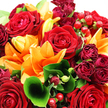 An opulent, close-up bouquet overflows with deep red and vivid orange blooms, captured so tightly that the flowers seem to spill beyond the frame, echoing the lively spirit of celebrations around Gerrards Cross. Dominating the scene are generous, fully open red roses, their velvety petals densely layered in neat spirals that draw the eye inward, radiating classic romance and a sense of careful craftsmanship. Weaving between them are striking orange lilies, their wide, star-shaped petals opening boldly, with some tips gently curling back, adding a lively sense of movement and joy that feels as bright as a sunny walk across the Common. Deeper crimson and burgundy mini roses, together with partially opened rosebuds, nestle between the larger flowers, enriching the colour story with darker, more dramatic notes that hint at depth of feeling and cherished memories. Lush green foliage surrounds and supports the blooms: broad, glossy leaves cup the roses and lilies, while slender, textured sprigs run through the arrangement, softening the lines and adding natural rhythm. One distinctive green leaf in the foreground curls into a graceful loop, creating a focal point that invites the viewer to look closer at the intricate layering of petals. Scattered among the blossoms are clusters of small, round, ruby-red hypericum berries, their polished surfaces gleaming and adding festive, jewel-like accents. The lighting is bright but soft, highlighting the fresh, dewy surfaces of each petal and leaf, bringing out the rich saturation of reds, oranges, and greens. The overall impression is one of warmth, abundance, and joyful sophistication, an ideal bouquet for sending love, congratulations, or heartfelt thanks across Gerrards Cross and the surrounding area with same-day delivery.