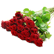 A dramatic, hand-tied bouquet of long-stemmed red roses stretches diagonally over a spotless white background, evoking the feeling of a freshly prepared order in a Gerrards Cross flower shop, moments before it is wrapped and delivered towards West Common or the quiet streets around Bulstrode Way. On the left, roughly two to three dozen rose heads gather in a rich, compact cluster, their petals a deep, velvety crimson that suggests both luxury and intense emotion. Each bloom is in perfect condition, the inner petals tightly coiled in a classic spiral, while the outer layers begin to unfurl, giving the arrangement a sense of movement and fullness. Between the roses, lush, dark green leaves appear in generous sprigs, their slightly glossy surfaces reflecting the studio light and providing a cool, natural contrast to the passionate red tones. The long green stems extend to the right and upwards, neatly aligned yet not rigid, with a few fine thorns visible along their length, underscoring the roses' natural character and recent cutting. Clear, bright lighting floods the scene, sharpening the edges of each petal and revealing delicate shadows where blooms overlap, which adds depth and a tactile, almost touchable quality. The clean white background places all focus on the roses, allowing their colour, form, and texture to convey themes of romance, devotion, and heartfelt celebration. This bouquet feels perfect for an anniversary dinner at a Gerrards Cross restaurant, a Valentine's surprise ordered through Flower Delivery Gerrards Cross, or any occasion where saying I love you needs to be beautifully unmistakable.