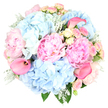In this photograph, a luxurious pastel bouquet is shown against a spotless white background, allowing every bloom and leaf to shine with clarity. The design is generously rounded and full, centred around large blush pink peonies whose many ruffled petals create a plush, romantic texture, like soft fabric gathered in gentle folds. Between these peonies, cloud-like clusters of sky blue hydrangeas spill outward, their plentiful florets overlapping to form pillowy mounds of colour that evoke tranquil skies above Gerrards Cross on a clear spring morning. Threaded through the larger blooms are dainty spray roses in blush pink and pale, buttery yellow; some are still in bud, while others are just beginning to open, giving the bouquet a feeling of tender, unfolding emotion. Adding a stylish contrast, a few hot pink calla lilies rise with graceful, trumpet-shaped blooms, their smooth surfaces and vivid colour bringing a modern, sculptural element that stands out among the softer tones. Around the edges and nestled between flowers, silvery-green Dusty Miller foliage, with its unmistakably velvety, lobed leaves, mingles with darker green accents, deepening the composition and adding cool, contemporary texture. The bouquet appears carefully crafted and artfully balanced, the kind of premium arrangement a local florist in Gerrards Cross might prepare for an elegant wedding at a nearby country venue, a milestone birthday, or a thoughtful thank-you gift delivered to a home near West Common. The overall impression is serene yet celebratory, conveying romance, appreciation, and the quiet luxury of expertly chosen fresh flowers.